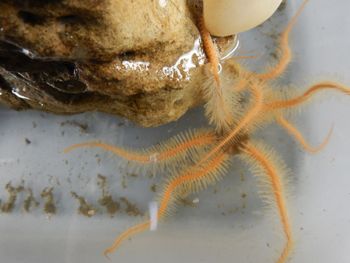 Media type: image;   Invertebrate Zoology 139334